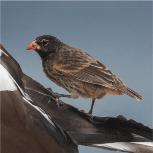 4-Day Northern Expedition | Galapagos Islands aboard Galapagos Legend